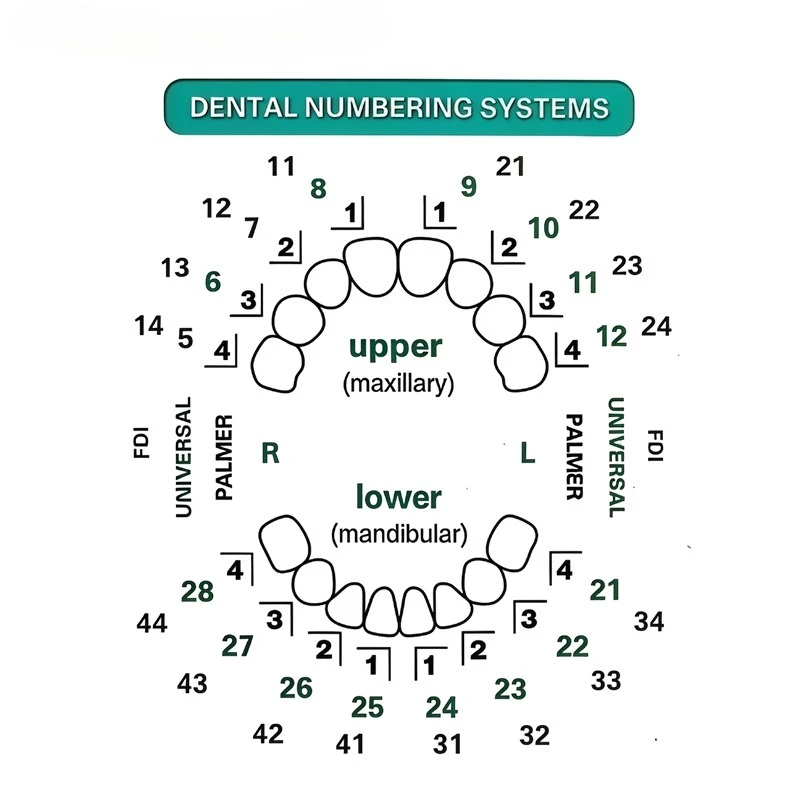 치아 라미네이트 몰드 키트 32개/세트, 복합 레진 몰 - Teeth Whitening Moulds 리뷰 및 가격